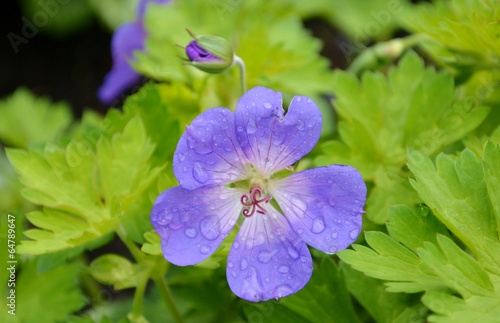 Blue geranium and green leaves