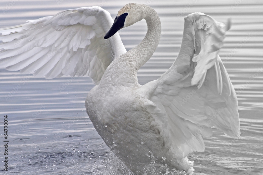 Fototapeta Trumpeter Swan flapping and stretching her beautiful wings