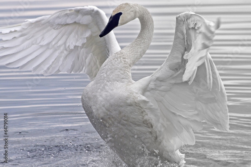 Canvas Print Trumpeter Swan flapping and stretching her beautiful wings