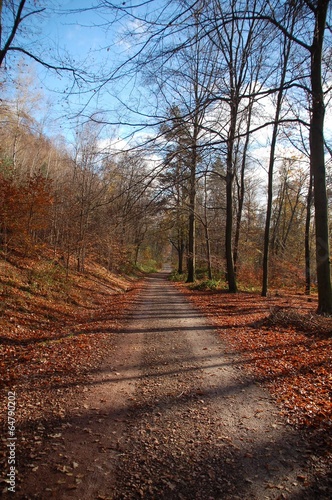 Fototapeta Naklejka Na Ścianę i Meble -  Waldweg mit kahlen Bäumen