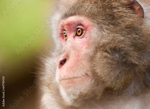 Canvas Print side face portrait of a macaque monkey