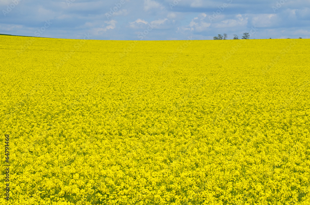 rapsfeld rapsfeld