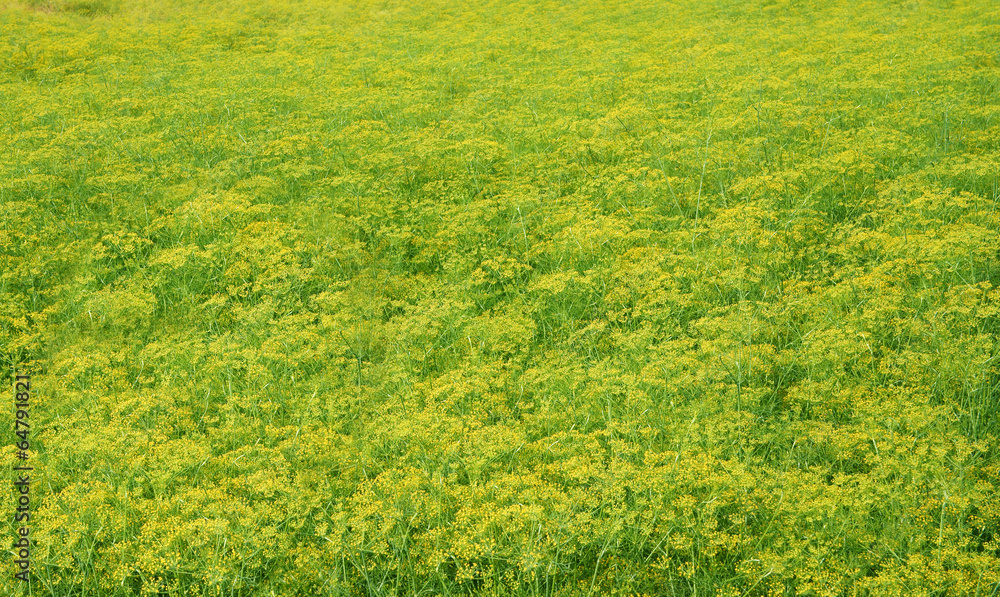 Beautiful yellow background of flower garden Beautiful yellow background of flower garden