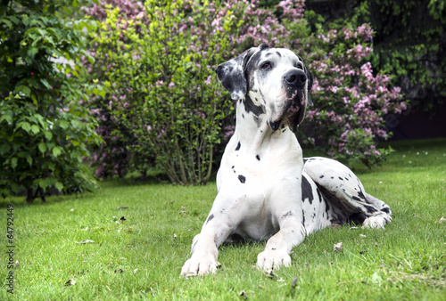 Fototapeta Naklejka Na Ścianę i Meble -  Deutsche Dogge aud grüner Wiese im Garten