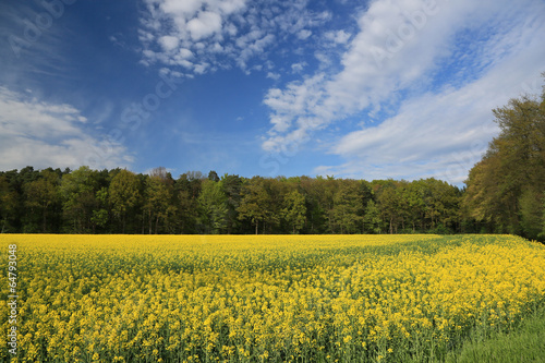 Rapsfeld vor Wald und blauem Himmel