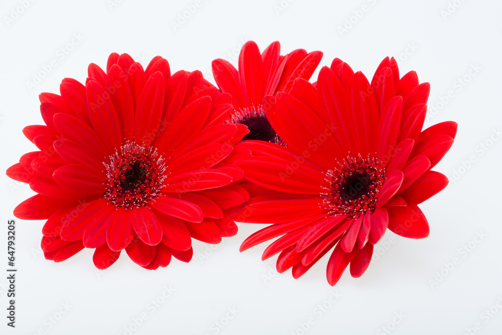 red gerbera daisy flower