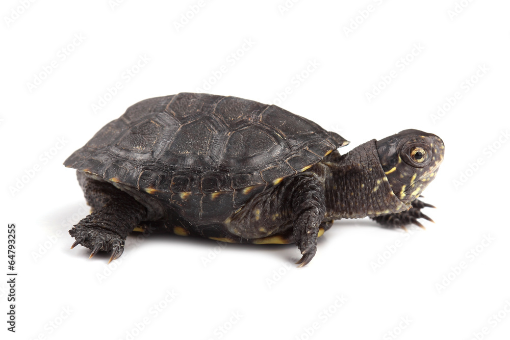Obraz premium Young European pond turtle isolated on white