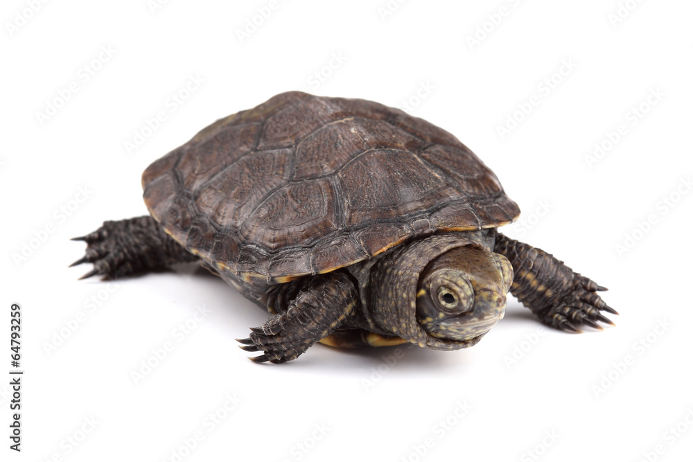 Young European pond turtle isolated on white Young European pond turtle isolated on white