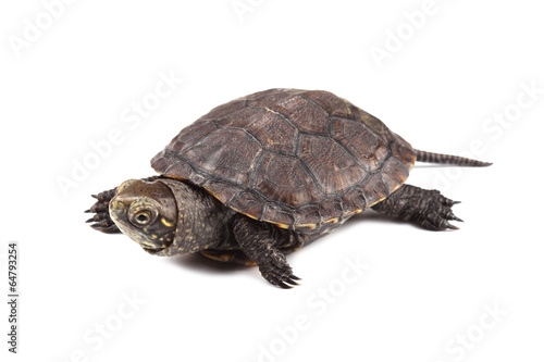 Young European pond turtle isolated on white