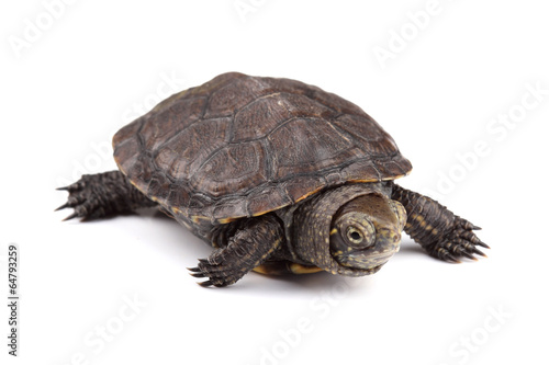 Young European pond turtle isolated on white