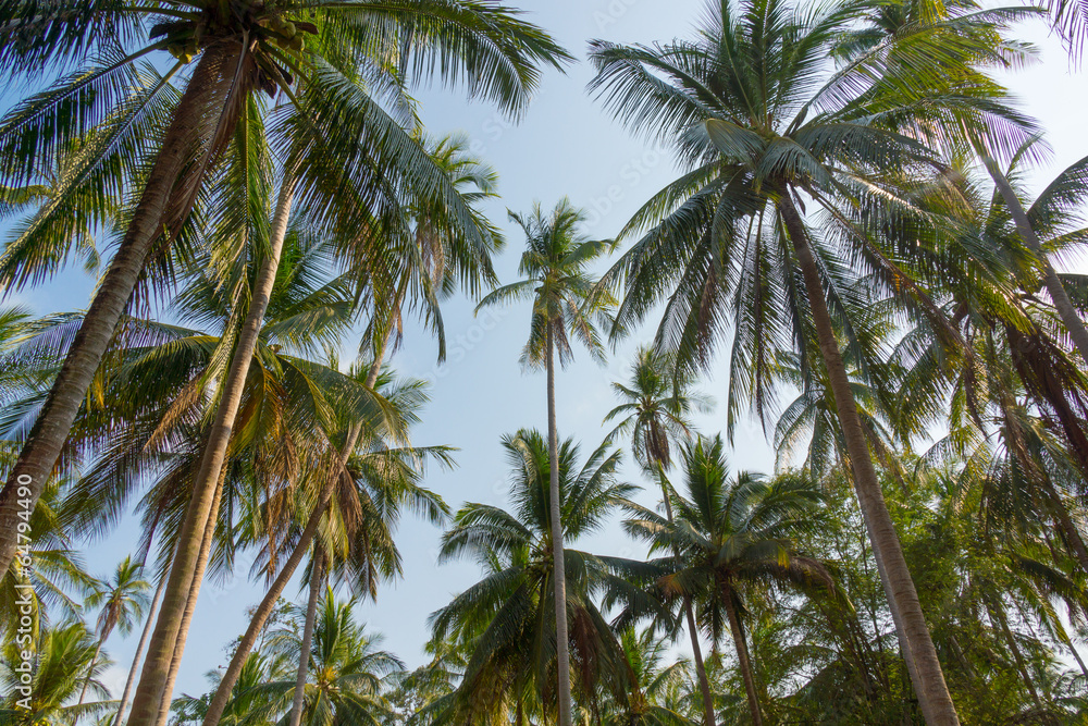 Palm trees Palm trees
