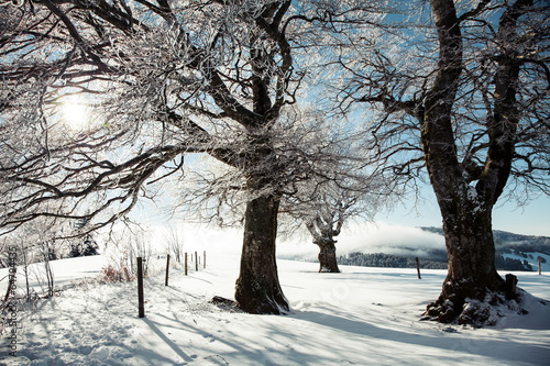 Photography Wintersonne