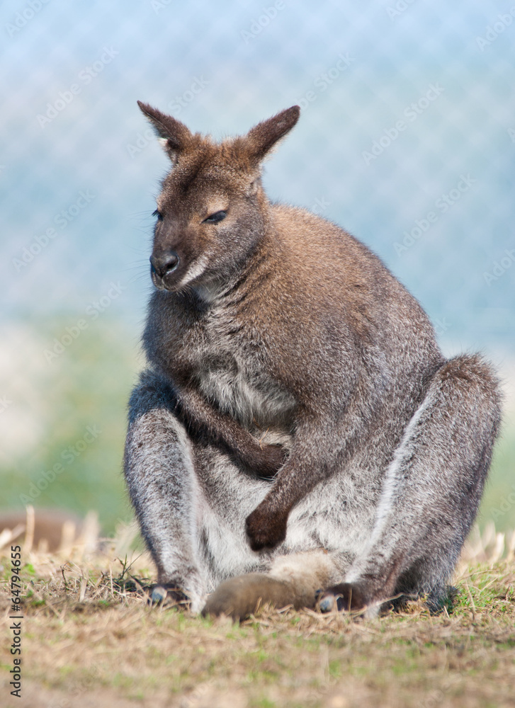 adult kangaroo in a compound adult kangaroo in a compound
