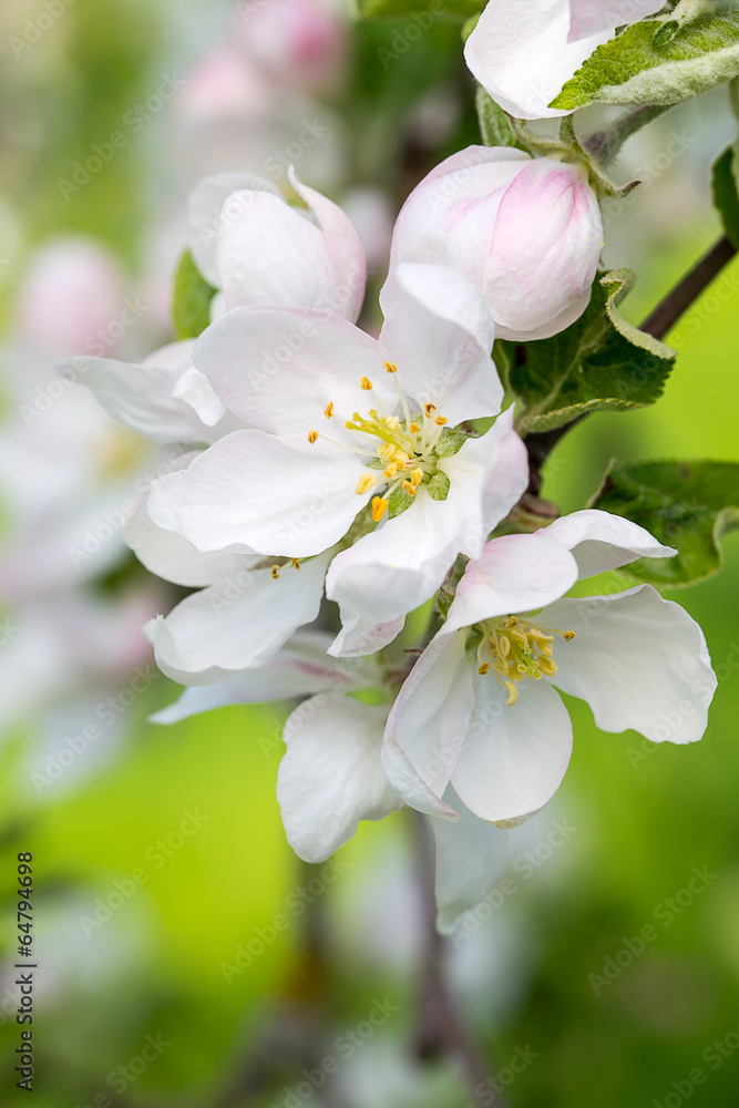 Obraz premium Blooming apple