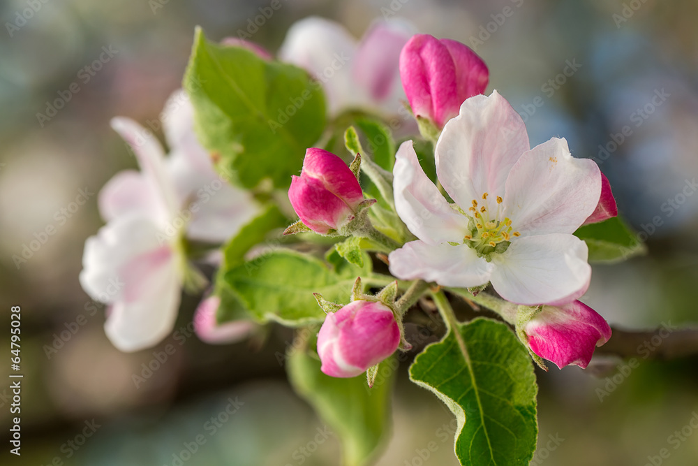 Obraz premium Blooming apple