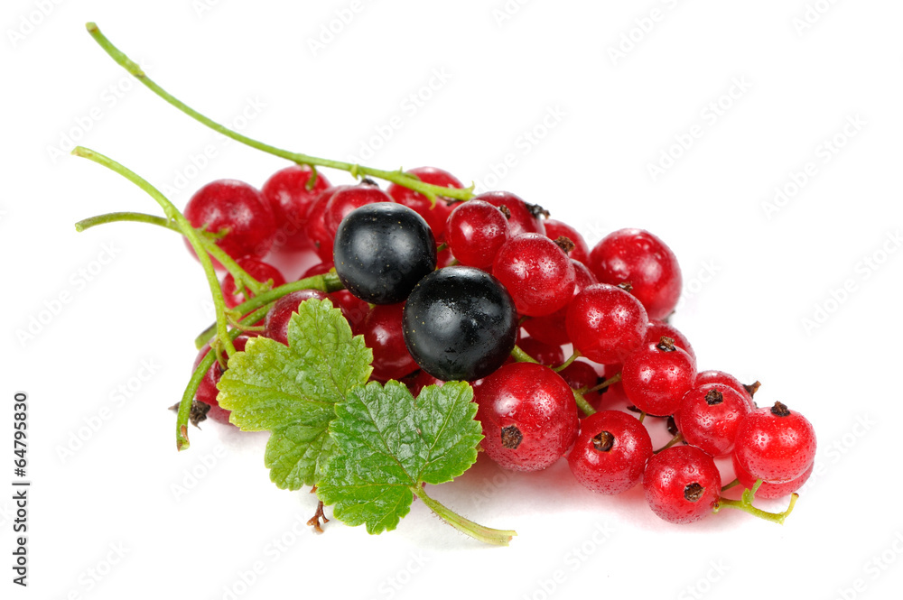 Red and Blackcurrants Isolated on White Background Red and Blackcurrants Isolated on White Background