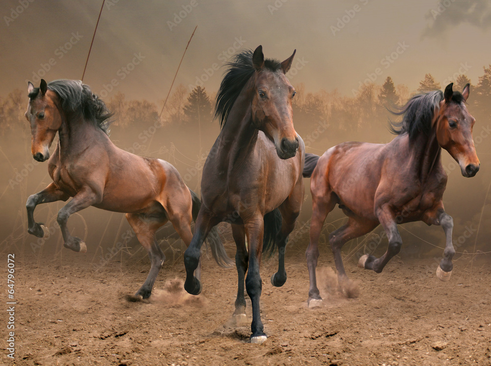 Obraz premium trzy konie