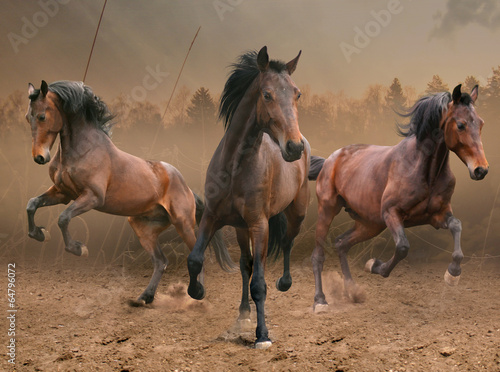three horses © SashaS