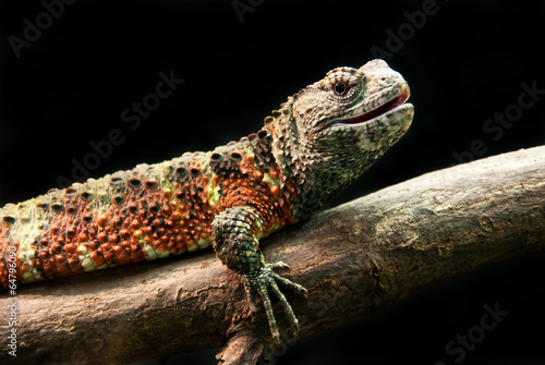 colorful iguana resting on a tree trunk