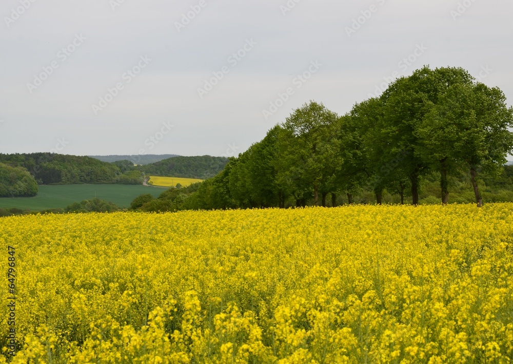 Rapsfeld in Hügellandschaft mit Wald Rapsfeld in Hügellandschaft mit Wald