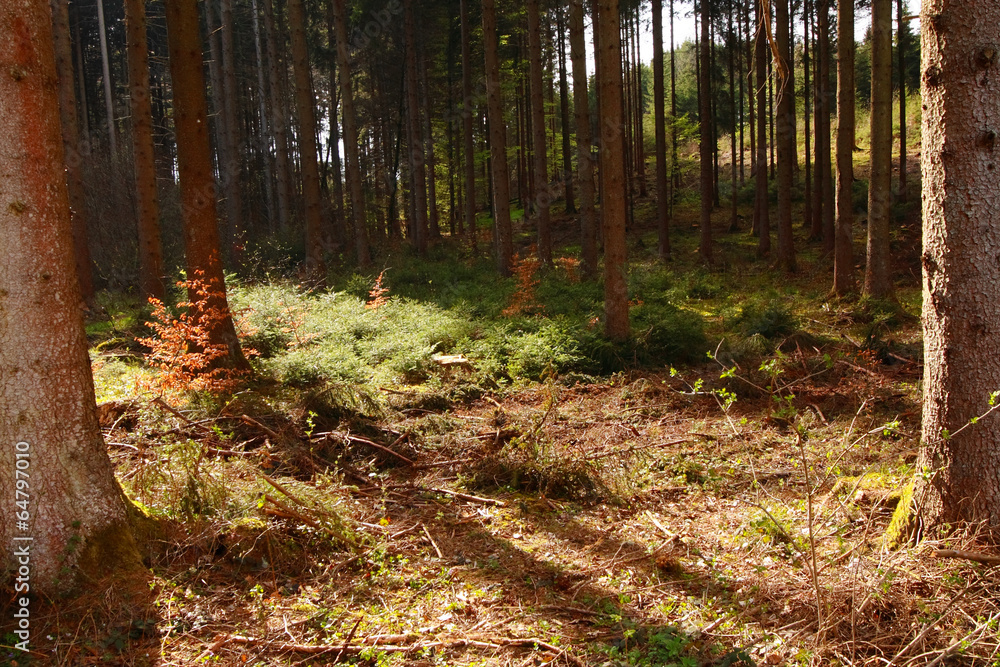 Obraz premium Fichtenwald