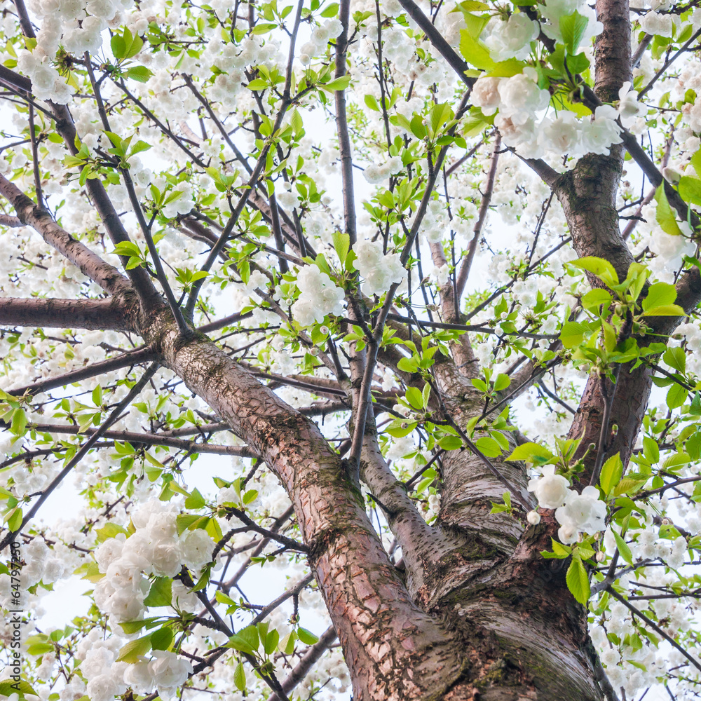 Fototapeta premium cherries blossom tree
