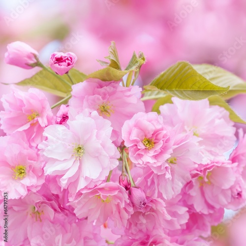 cherries blossom tree
