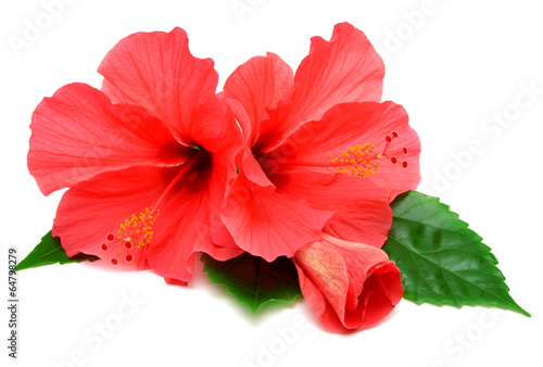 Postcard from hibiscus flowers