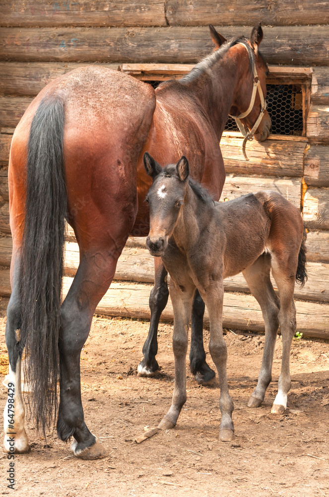 Fototapeta premium horse and its foal standing