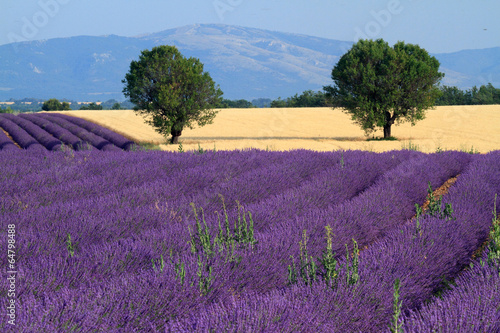 valensole provenza francia campi di lavanda fiorita photo