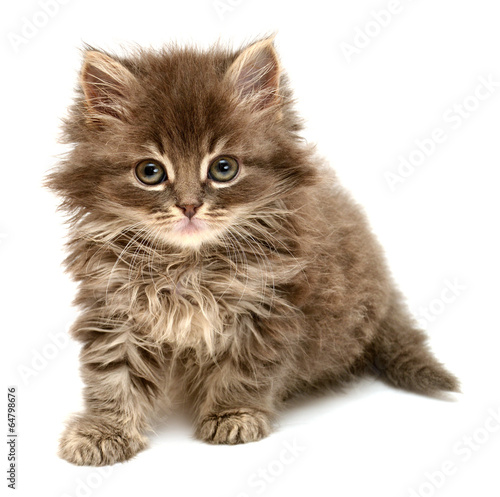 Beautiful persian little kitten