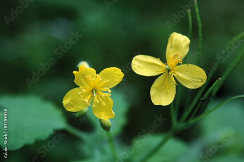Flor de celidonia, chelidonium majus