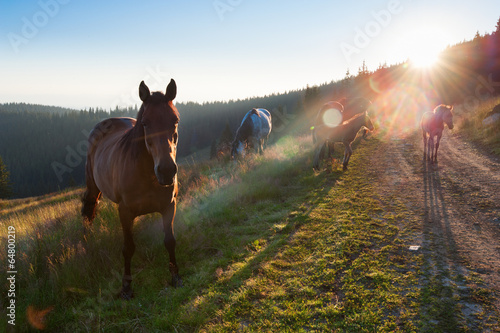 Herd of horses with colts grazing in mountains