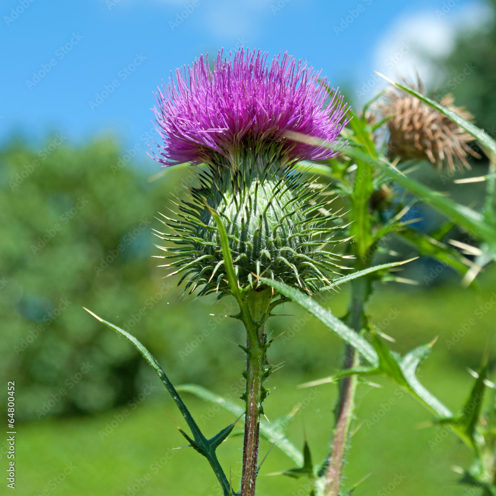 Mariendistel - Silybum marianum Mariendistel - Silybum marianum