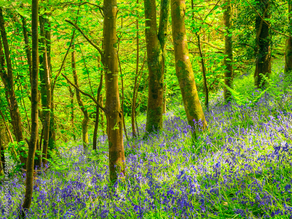 Fototapeta premium Cornish Bluebells Woods