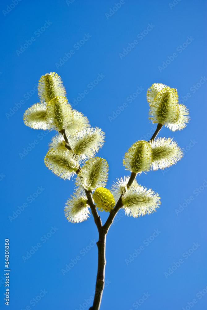 Pussy-willow branches against the blue sky Pussy-willow branches against the blue sky