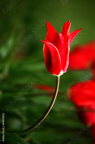 Fototapeta Naklejka Na Ścianę i Meble -  one tulip