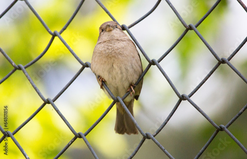 Spatz im Zaun photo