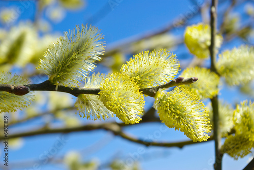 Pussy-willow branches against the blue sky