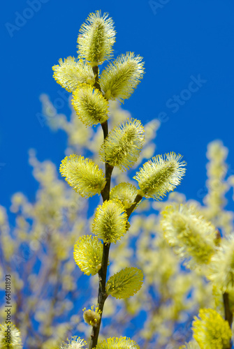 Pussy-willow branches against the blue sky