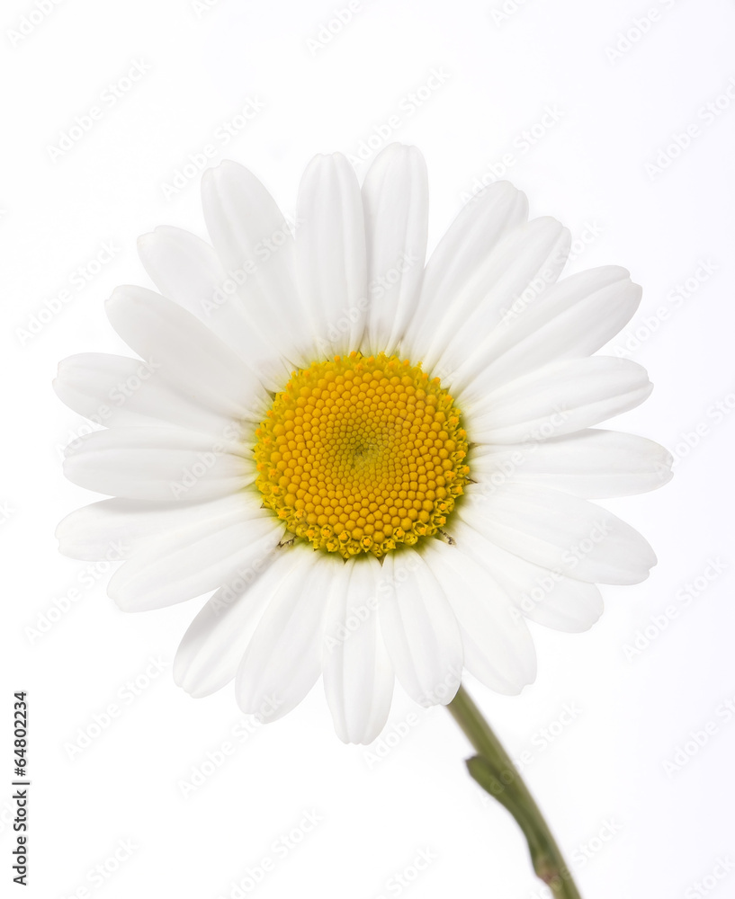 daisy on white background