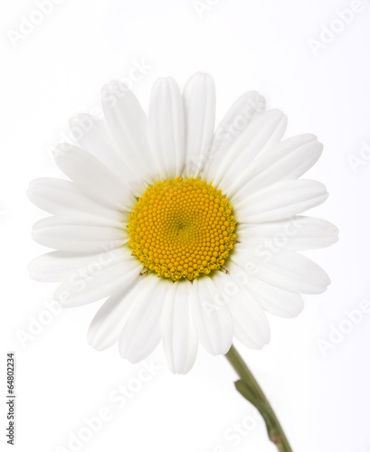 daisy on white background © Olvita