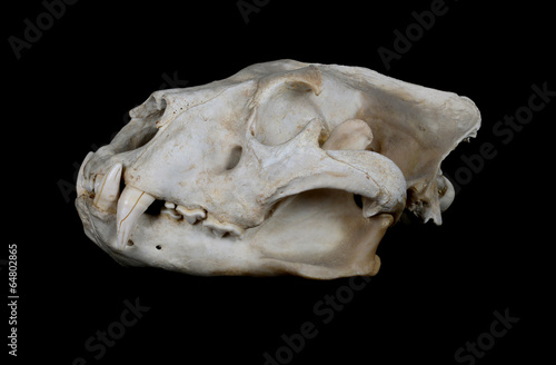 African Lion Skull (Pantera leo).