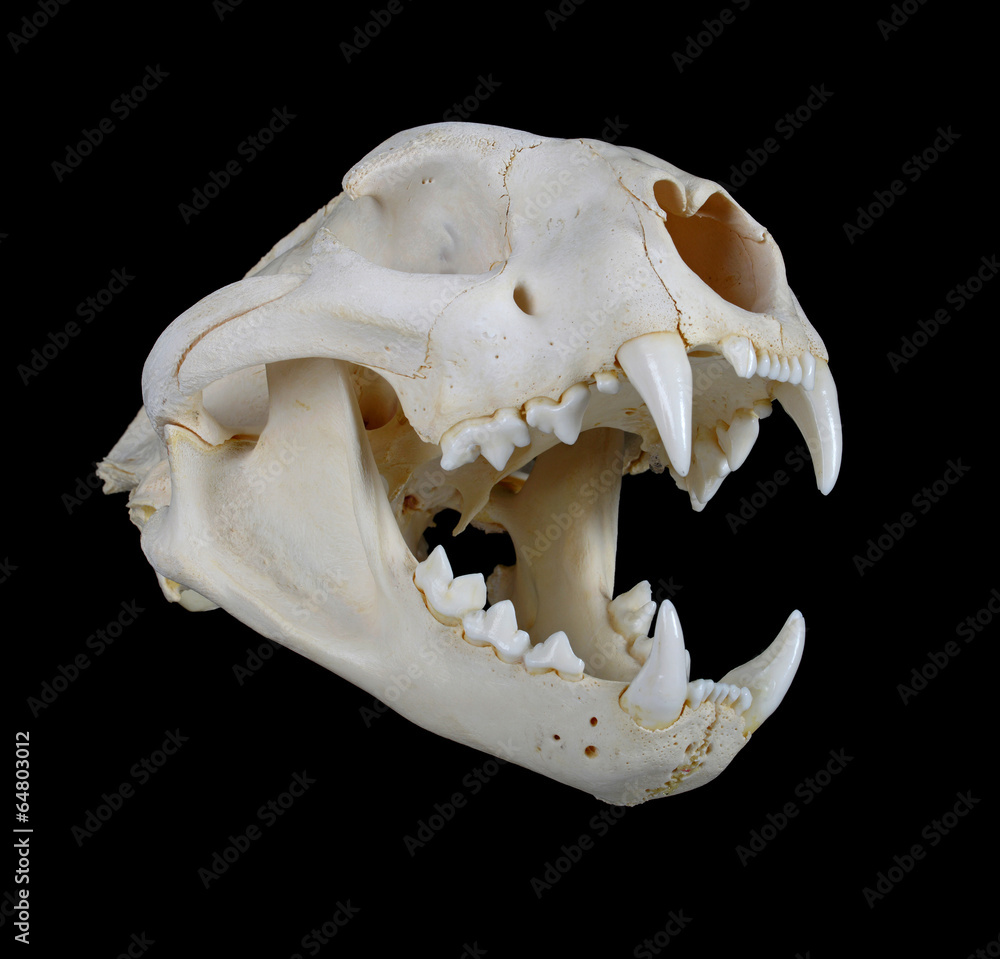 Fototapeta premium Cougar Skull