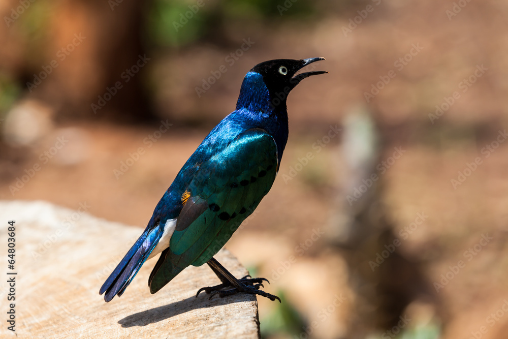 Obraz premium Dreifarben-Glanzstar