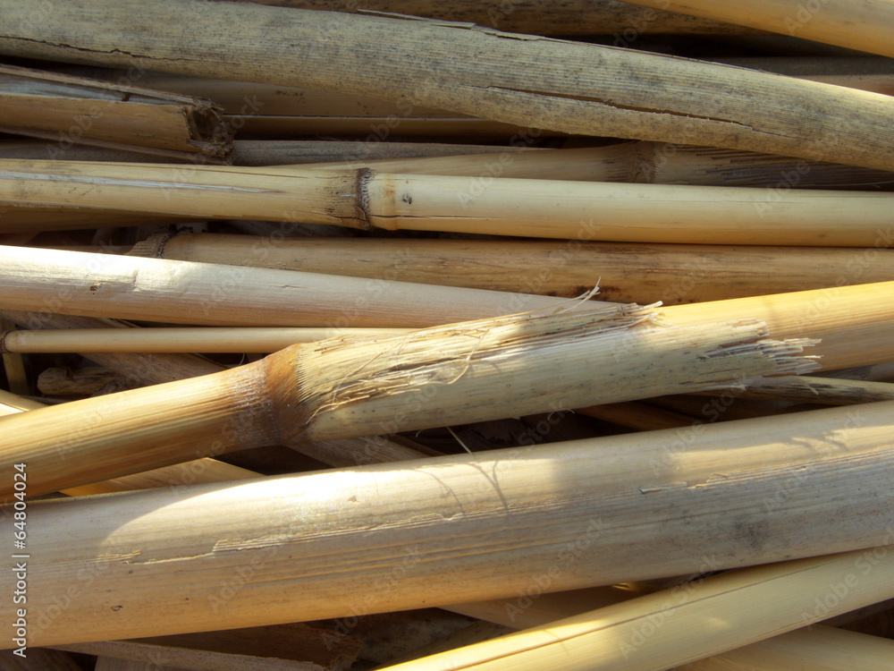 dry reed dry reed
