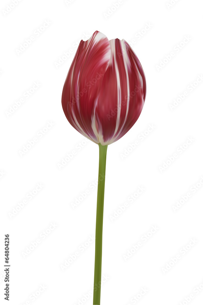 Red tulip. Vector illustration. Isolated on white Red tulip. Vector illustration. Isolated on white