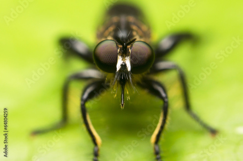 Macro of a tropical fly, Borneo, Malaysia © corlaffra
