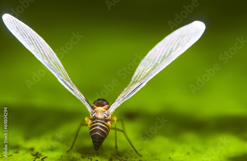 Macro of a tropical bee fly, Borneo, Malaysia photo