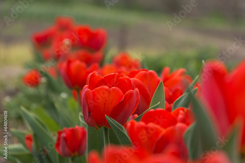 Red spring flowers in a rural garden